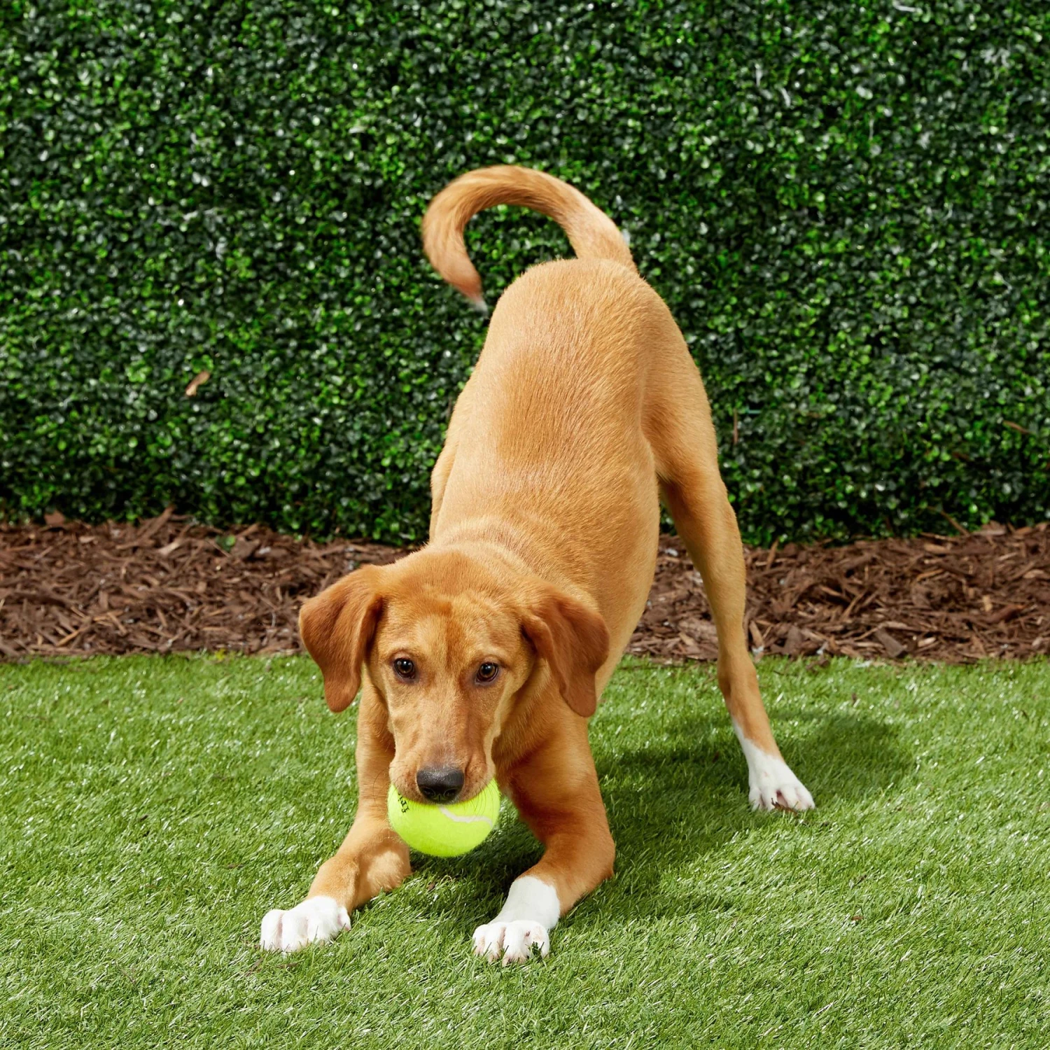 Frisco Fetch Squeaky Tennis Ball Dog Toy 8 Frisco Fetch Squeaky Tennis Ball Dog Toy - Image 6