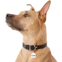 Frisco Stainless Steel Personalized Dog ID Tag, Dog House -Frisco 153000 PT5. AC SS1800 V1540562239