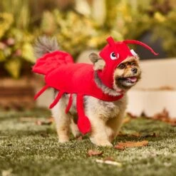 Frisco Red Lobster Dog & Cat Costume 16 Frisco Red Lobster Dog & Cat Costume -Frisco 158723 PT6. AC SS1800 V1659023888