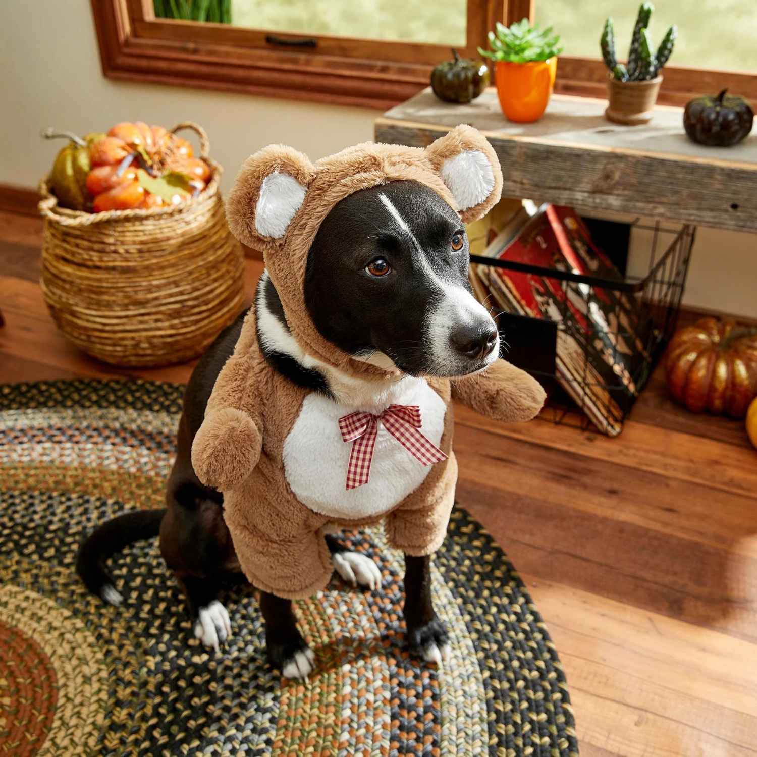 Frisco Front Walking Teddy Bear Dog & Cat Costume 10 Frisco Front Walking Teddy Bear Dog & Cat Costume - Image 8