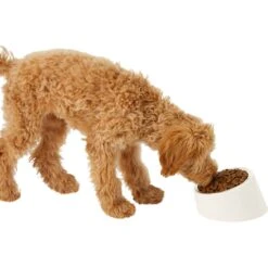 Frisco Slanted Stainless Steel Bowl 14 Frisco Slanted Stainless Steel Bowl -Frisco 216028 PT6. AC SS1800 V1605666119