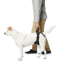 Frisco Rear Lift Handicapped Support Dog Harness -Frisco 220374 PT5. AC SS1800 V1605743213