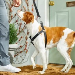 Frisco Nylon Step In Back Clip Dog Harness -Frisco 220519 PT4. AC SS1800 V1605582116