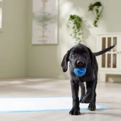 Frisco Premium Extra Large Printed Dog Training & Potty Pads 17 Frisco Premium Extra Large Printed Dog Training & Potty Pads -Frisco 227468 PT6. AC SS1800 V1674666681