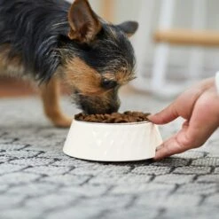 Frisco Hammered Melamine Stainless Steel Dog Bowl 12 Frisco Hammered Melamine Stainless Steel Dog Bowl -Frisco 232083 PT7. AC SS1800 V1692989464