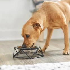 Frisco Elevated Stainless Steel Dog & Cat Bowl With Metal Stand -Frisco 253055 PT2. AC SS1800 V1616594231