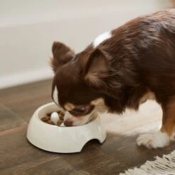 Frisco Melamine Slow Feed Dog & Cat Bowl With Gold Trim -Frisco 253066 PT2. AC SS1800 V1616597844