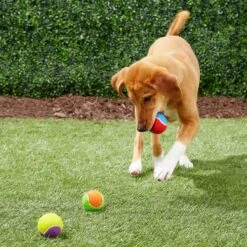 Frisco Fetch Squeaking Colorful Tennis Ball Dog Toy & True Acre Foods Salmon Recipe Mini-Training Rewards Grain-Free Soft & Chewy Dog Treats -Frisco 255469 PT2. AC SS1800 V1602691284
