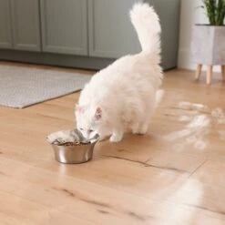 Frisco Flare Non-Skid Stainless Steel Dog & Cat Bowl -Frisco 257162 PT7. AC SS1800 V1615989167