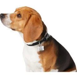 Frisco Chewy Stainless Steel Personalized Dog ID Tag With Enamel Infill 9 Frisco Chewy Stainless Steel Personalized Dog ID Tag With Enamel Infill -Frisco 281945 PT6. AC SS1800 V1624334875