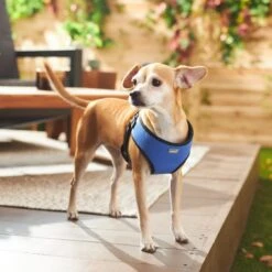 Frisco Padded Step-In Harness 11 Frisco Padded Step-In Harness -Frisco 287451 PT8. AC SS1800 V1631669389