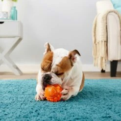 Frisco Fetch Squeaky TPR Ball Dog Toy & Bones & Chews Pig Ear Chews Dog Treats -Frisco 297964 PT3. AC SS1800 V1623252759