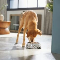 Frisco Terrazzo Design Stainless Steel Dog & Cat Bowl -Frisco 311957 PT2. AC SS1800 V1642535493