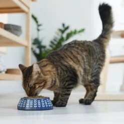 Frisco Leaf Design Stainless Steel Dog & Cat Bowl 13 Frisco Leaf Design Stainless Steel Dog & Cat Bowl -Frisco 311980 PT3. AC SS1800 V1642542556