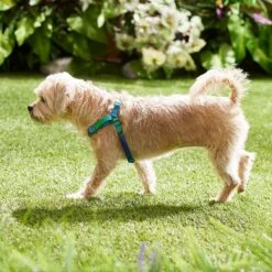 Frisco Green Ombre Style Dog Harness 11 Frisco Green Ombre Style Dog Harness -Frisco 324531 PT4. AC SS1800 V1642519509