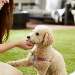 Frisco Pink Ombre Style Dog Harness 11 Frisco Pink Ombre Style Dog Harness -Frisco 324537 PT4. AC SS1800 V1642518514