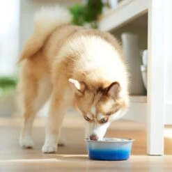 Frisco Ombre Design Stainless Steel Dog & Cat Bowl -Frisco 331516 PT2. AC SS1800 V1657656874